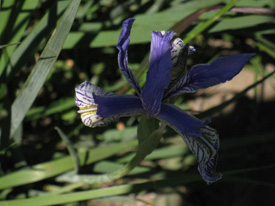 Iris growing in the Carson Gap where we exit the Lake Tahoe Basin.